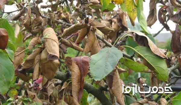 سوختن نوک برگ درختان میوه